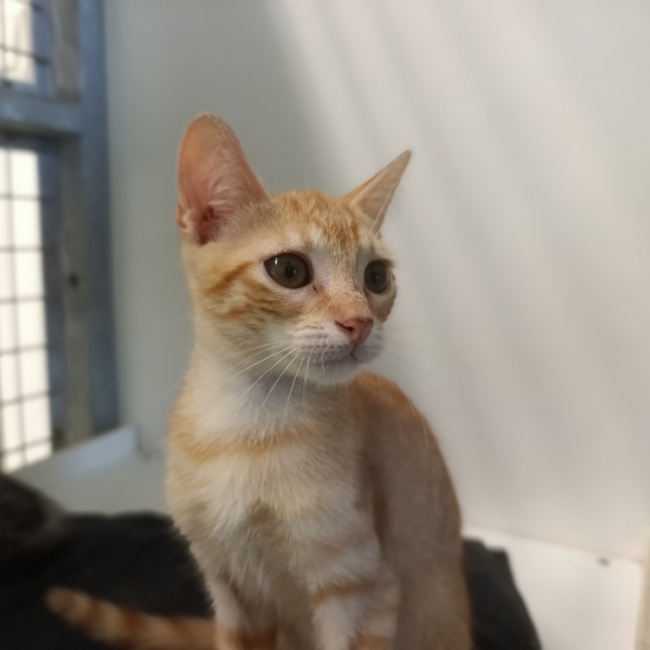 Prik - Chat Européen à adopter