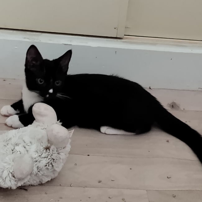 Galaxy - Chat Européen à adopter