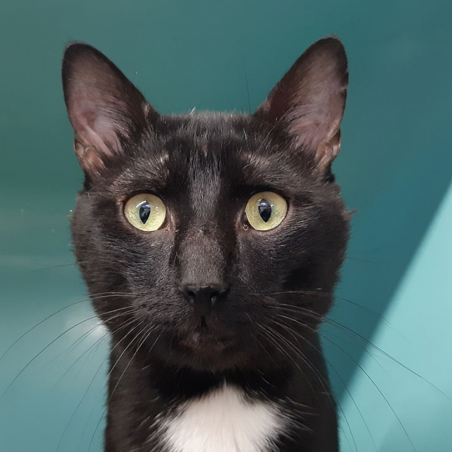 Condor - Chat Européen à adopter