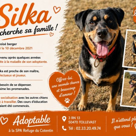 Silka - Chien à adopter