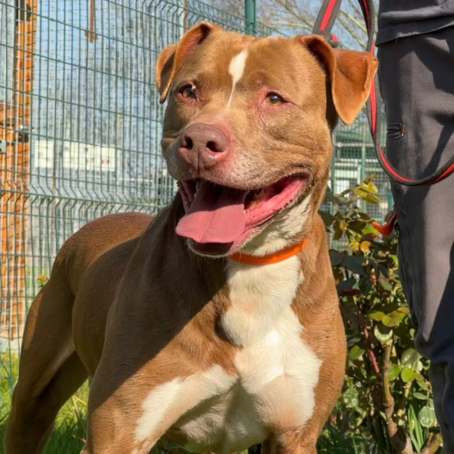 Bakhoe - Chien à adopter