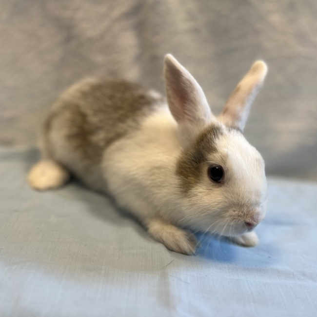 Happy - Rongeur Lapin à adopter