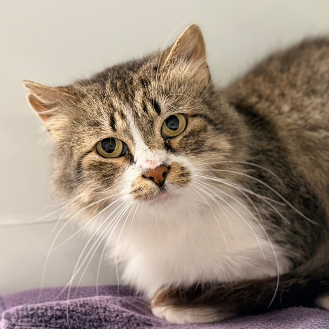 Tikani - Chat Européen à adopter