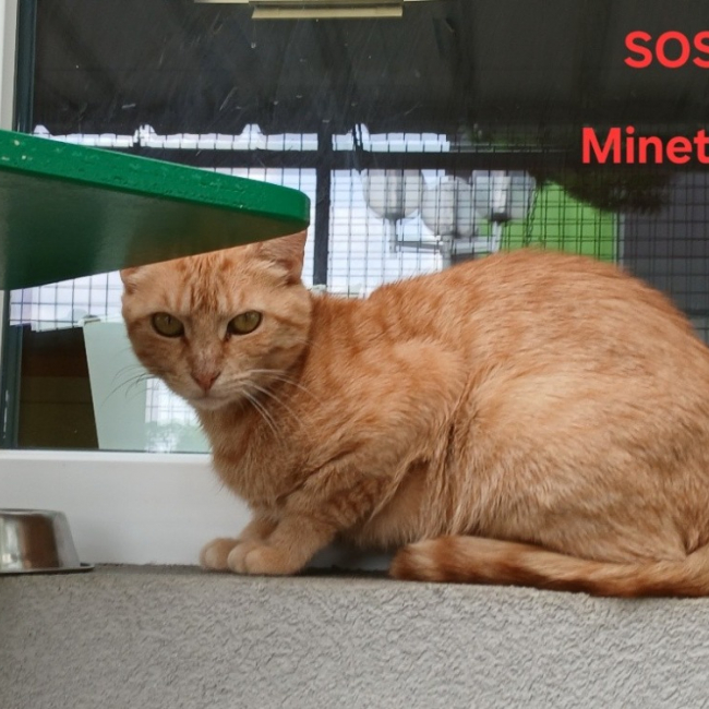 Minette - Chat Européen à adopter