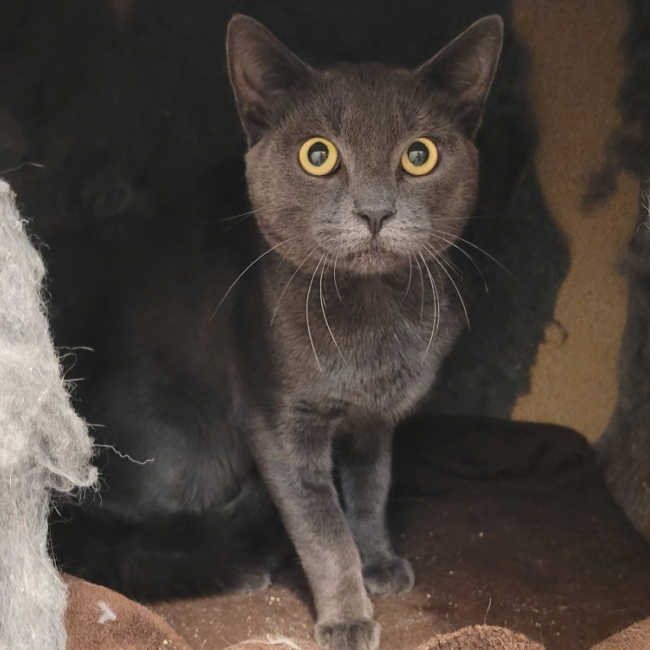 Aristode - Chat Européen à adopter