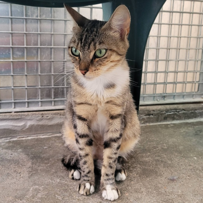 Masha - Chat Européen à adopter