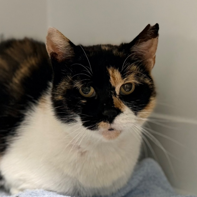 Hamsa - Chat Européen à adopter