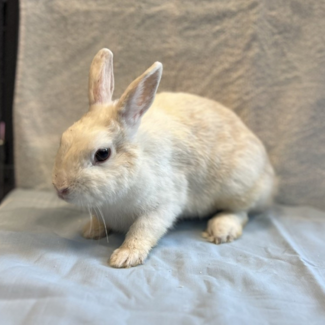 Nesquick - Rongeur Lapin à adopter