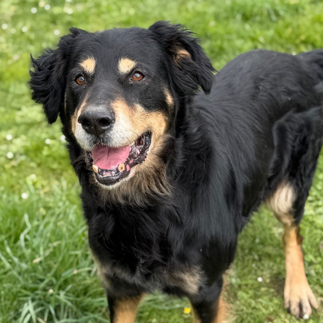 Oliver - Chien à adopter