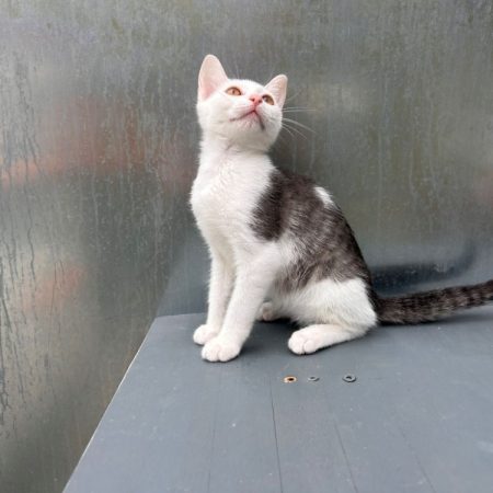 Bentley - Chat Européen à adopter