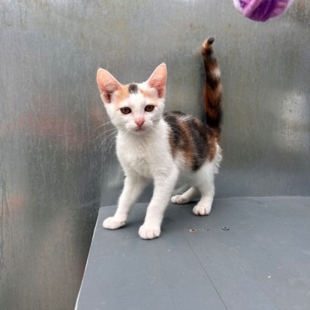 Berlina - Chat Européen à adopter