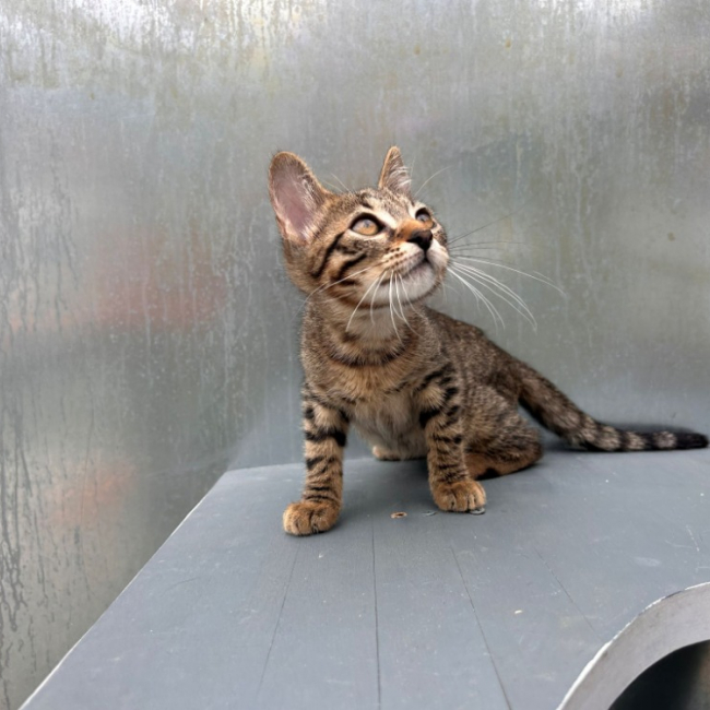 Brera - Chat Européen à adopter