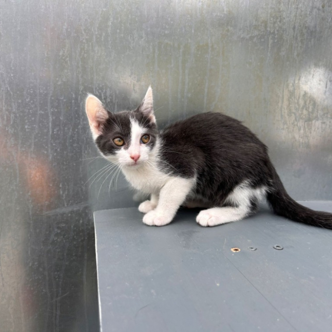 Biturbo - Chat Européen à adopter