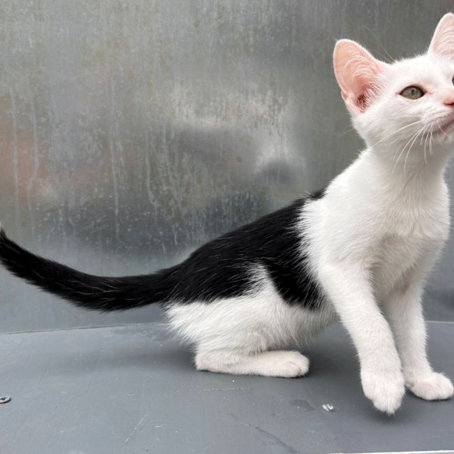 Beetle - Chat Européen à adopter