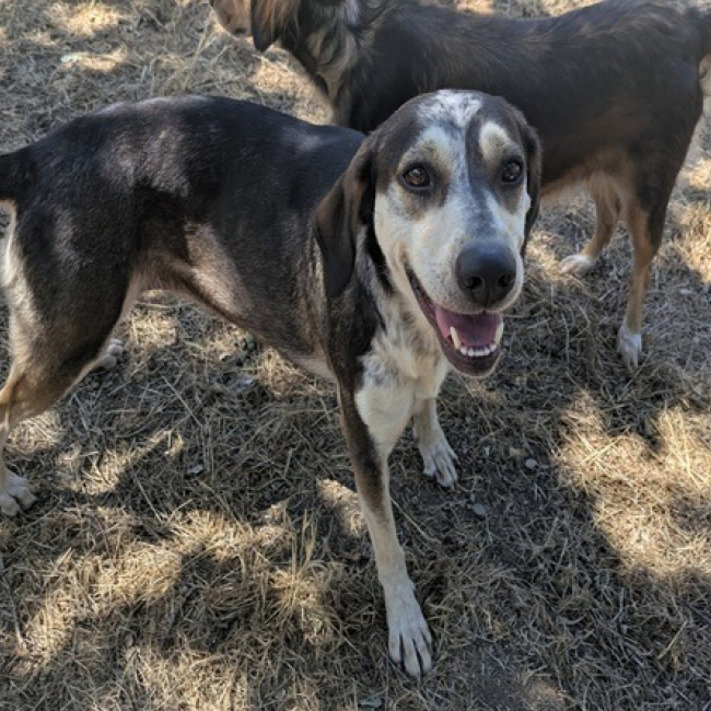Yska - Chien Berger à adopter