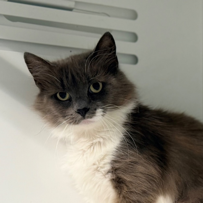 Tahiri - Chat Européen à adopter