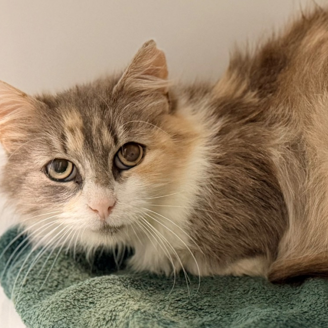 Kolyna - Chat Européen à adopter