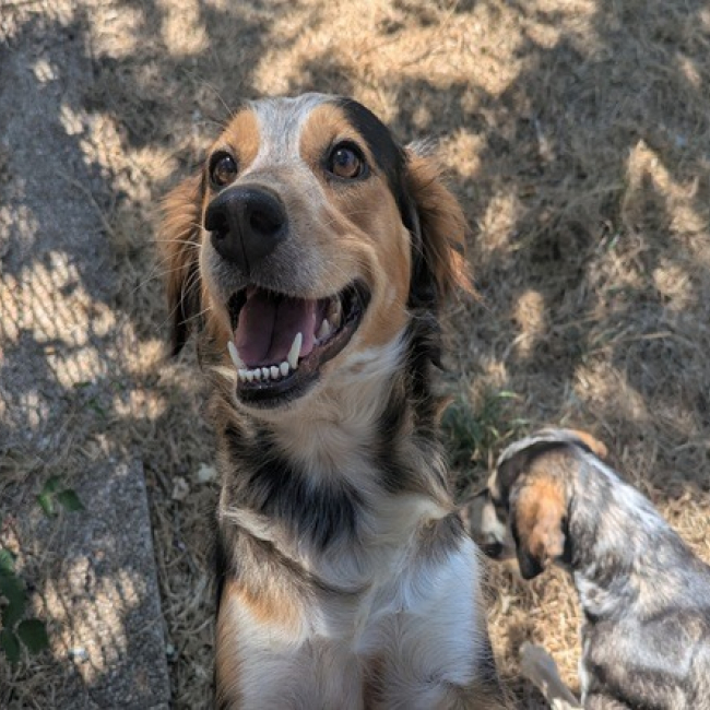 Orya - Chien Berger à adopter