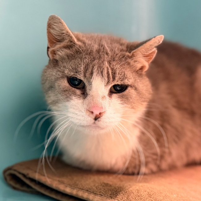 Tilde - Chat Européen à adopter