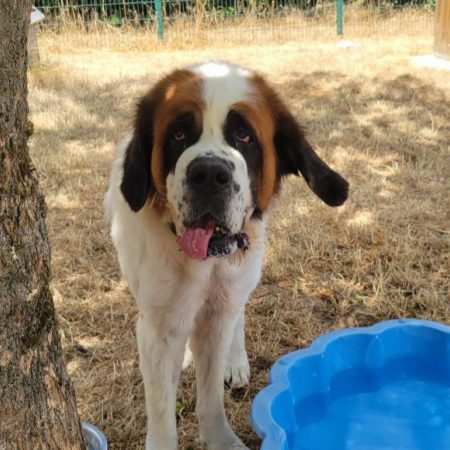 Princesse - Chien à adopter