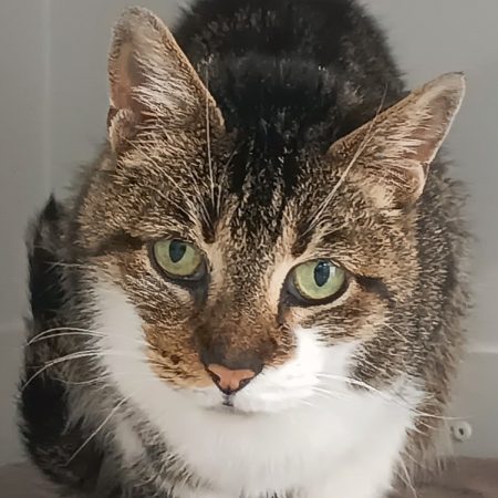 Pepper - Chat Européen à adopter