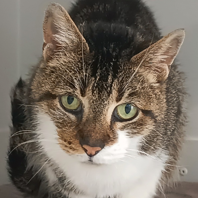 Pepper - Chat Européen à adopter