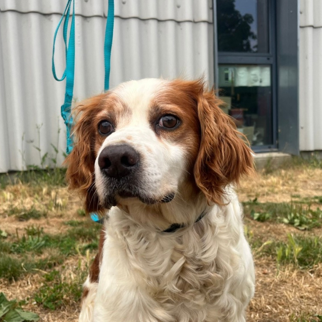 Léon - Chien Epagneul Allemand à adopter
