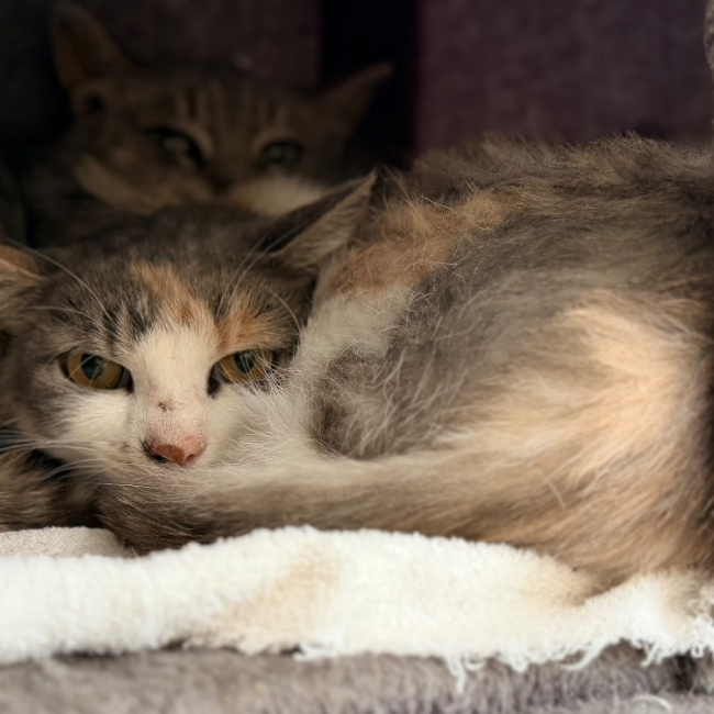 Delilah - Chat Européen à adopter