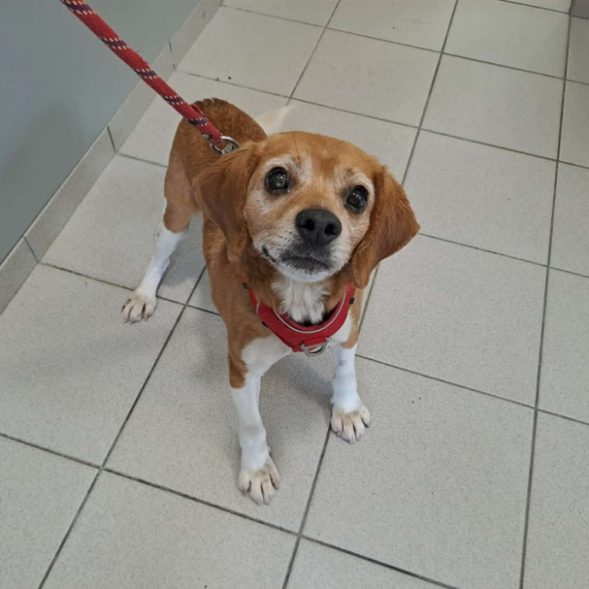 Plantain - Chien Beagle à adopter