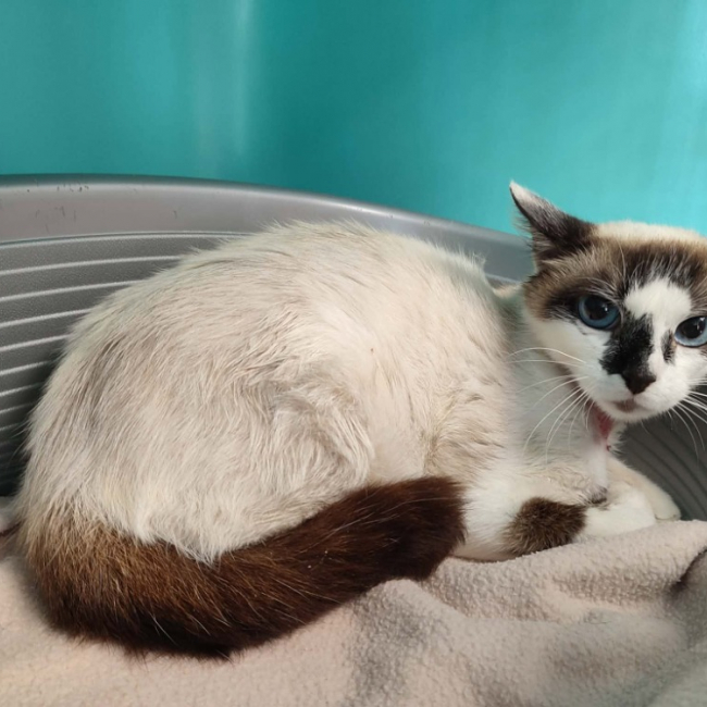 Bidourik - Chat Européen à adopter