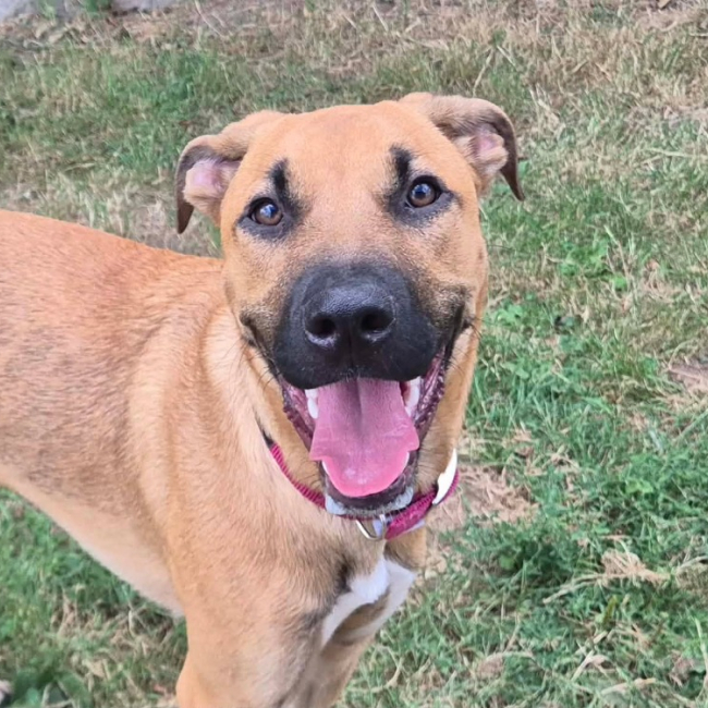 Ben - Chien Berger Belge Malinois à adopter