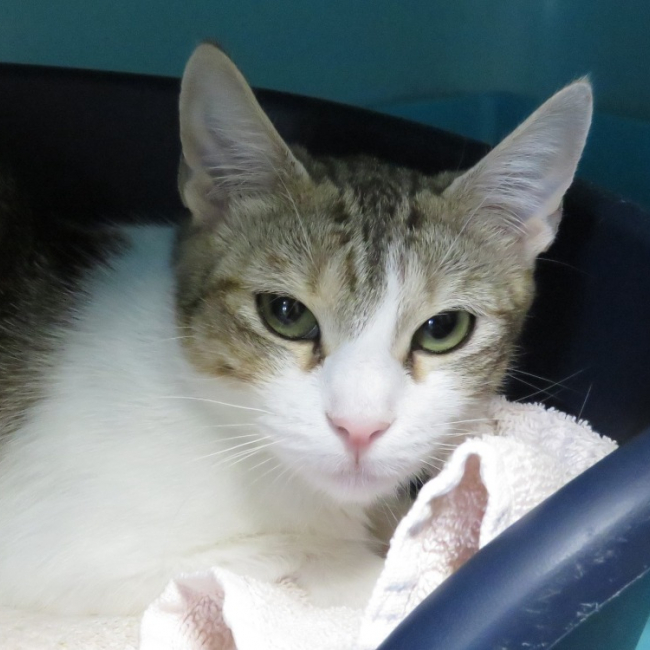 Charlotte - Chat Européen à adopter