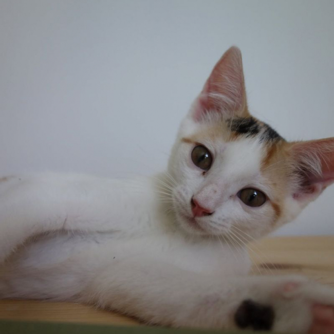 Ponda - Chat Européen à adopter