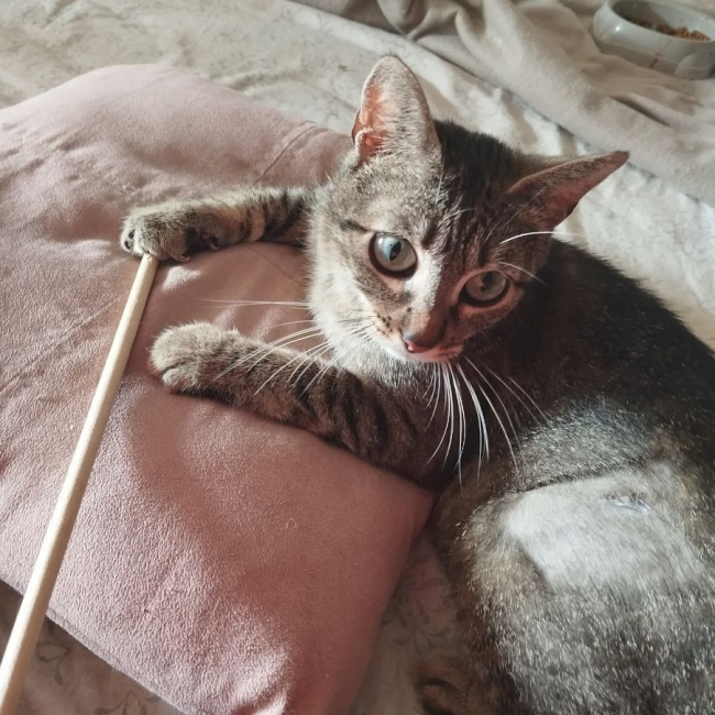 Maia - Chat Européen à adopter