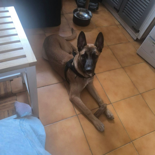 Tokyo - Chien Berger Belge Malinois à adopter