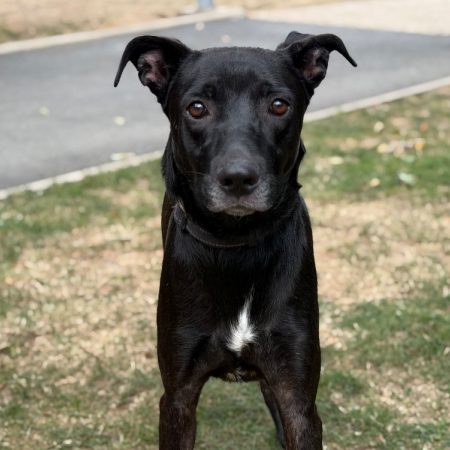 Boby - Chien à adopter