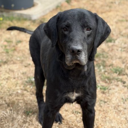 Masor - Chien à adopter