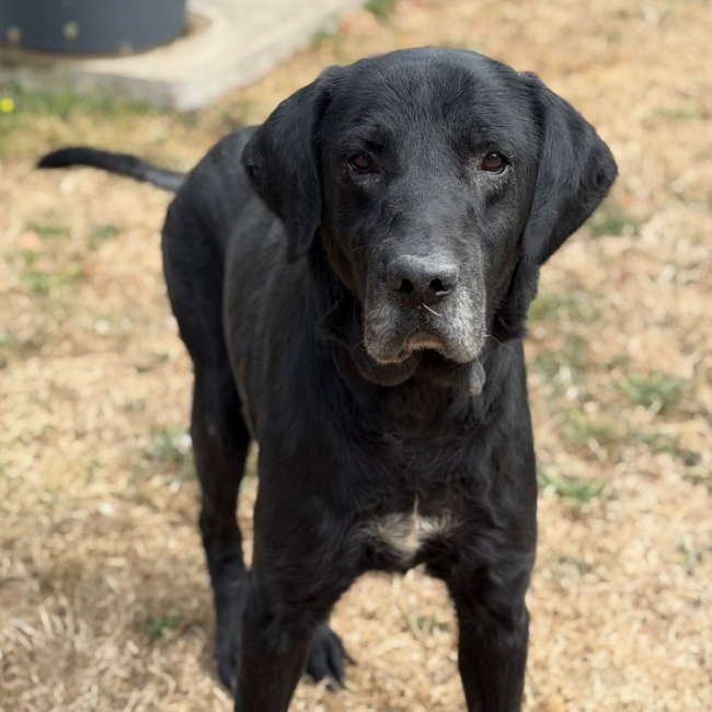Masor - Chien à adopter