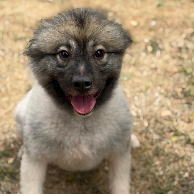 Thor - Chien Spitz Allemand à adopter