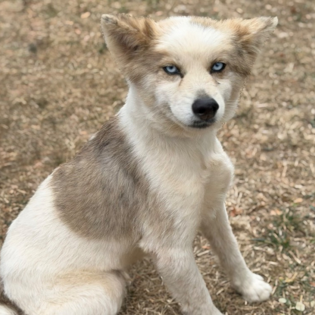 Rimario - Chien à adopter