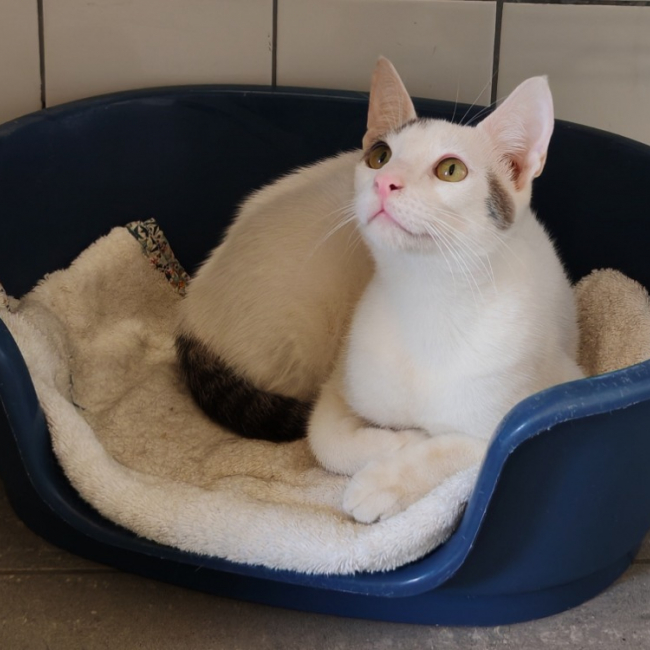 Beetle - Chat Européen à adopter