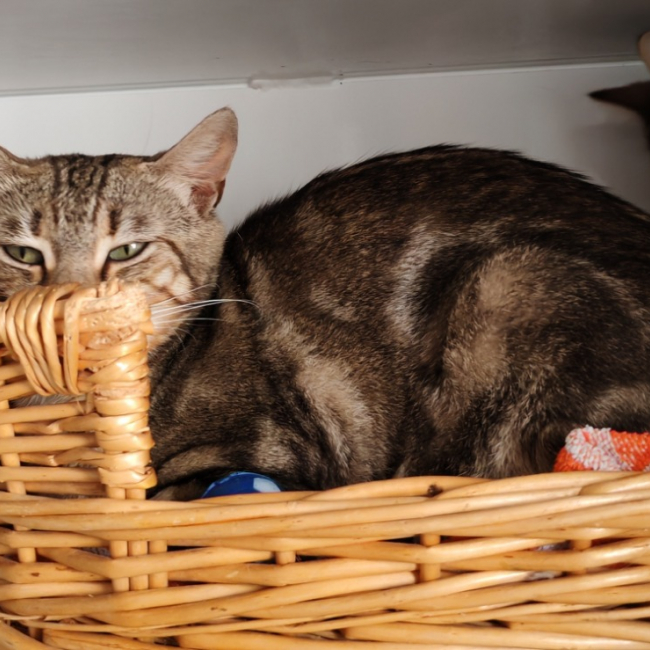 Biscotte - Chat Européen à adopter