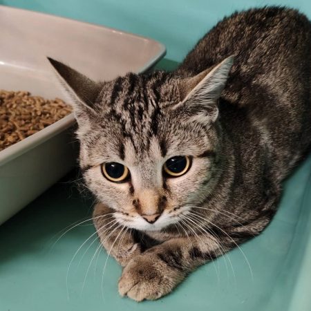 Tonnerre - Chat Européen à adopter