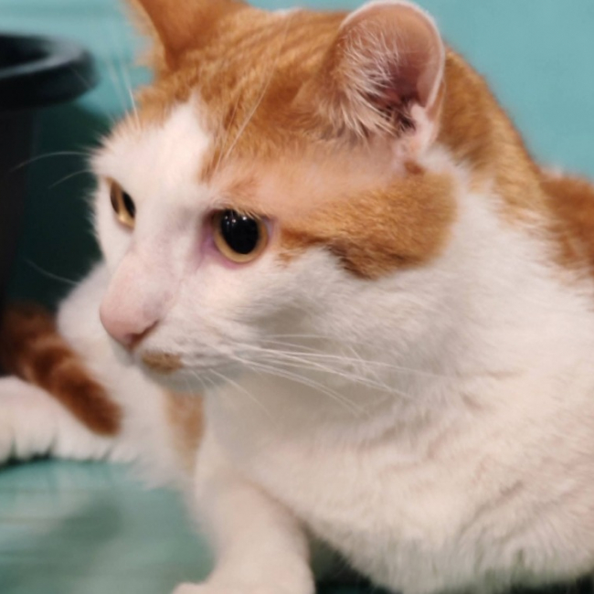Ace - Chat Européen à adopter