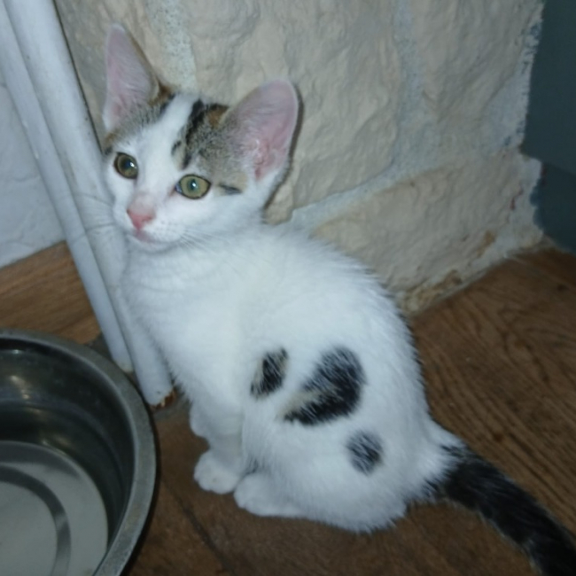 Briana chez anne - Chat Européen à adopter