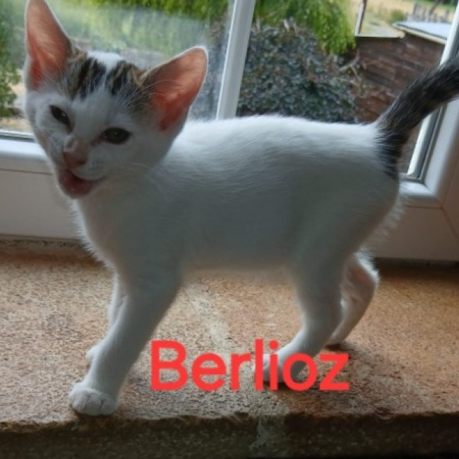 Berlioz chez anne - Chat Européen à adopter