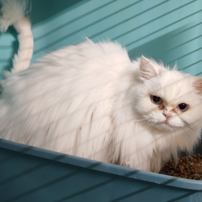 Lea - Chat Persan à adopter