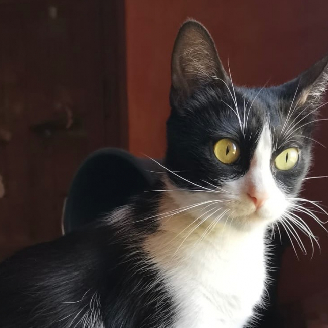Chatoune - Chat Européen à adopter
