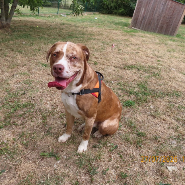 Edison - Chien à adopter