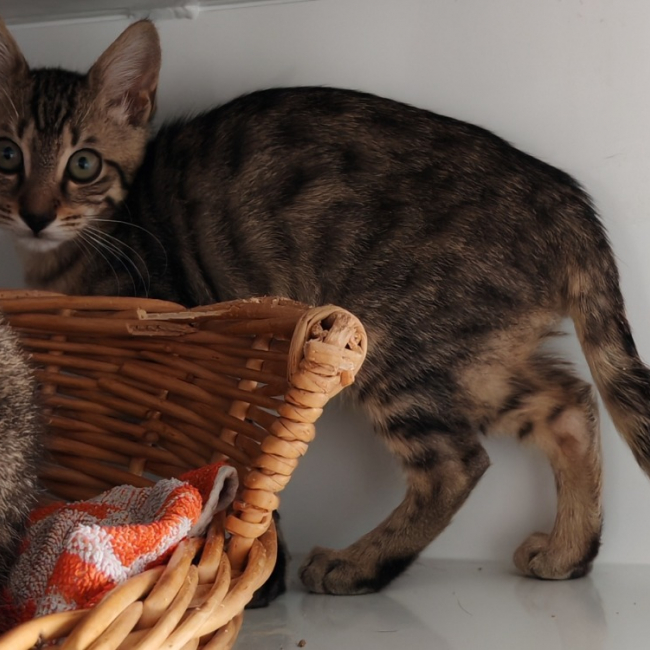 Orage - Chat Européen à adopter